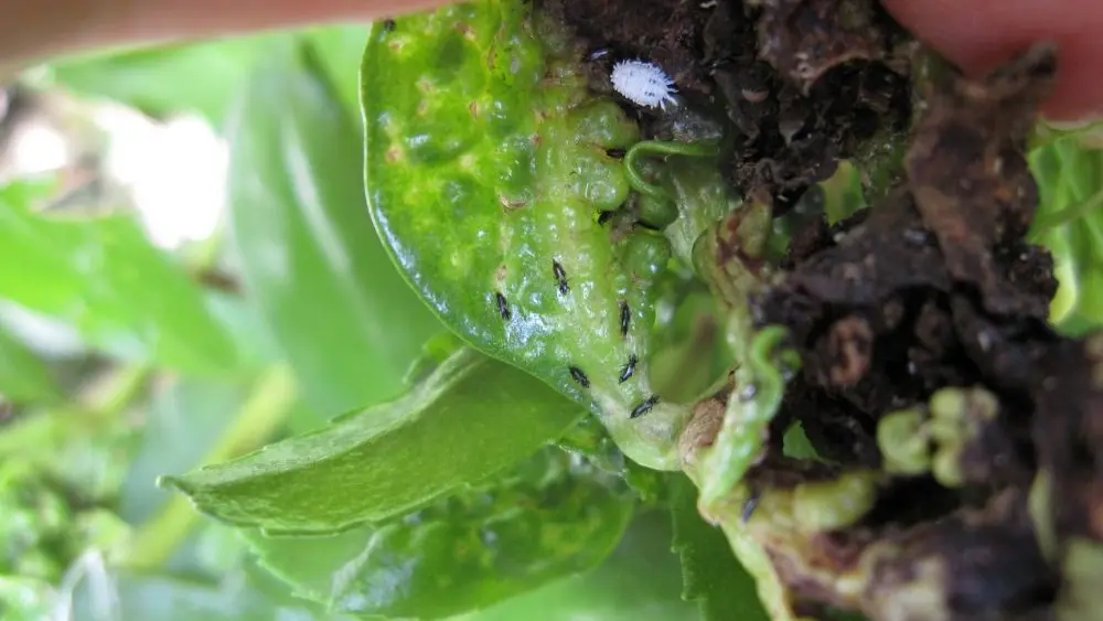 adult-thrips-jpg