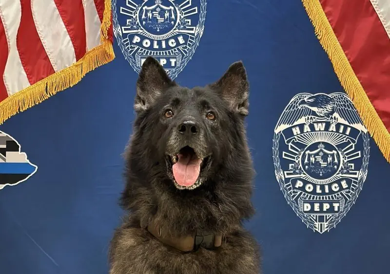 k9archer-hpd-photo-jpg-3