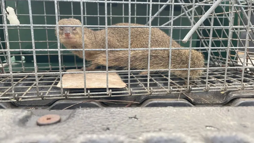 mongoose-capture-kauai-sept-2025-kisc-scaled-1-jpeg-3