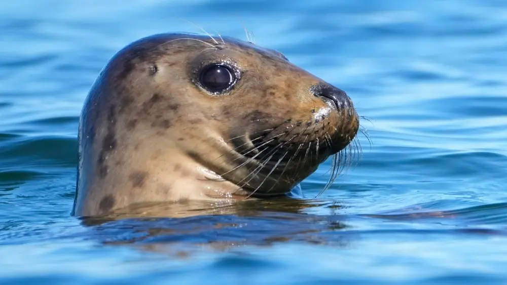 seal-ap-photo-jpg-3