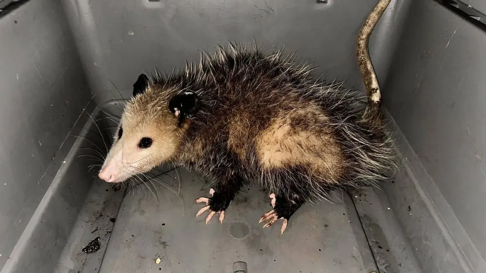 opossum-dept-of-agriculture-jpg-3