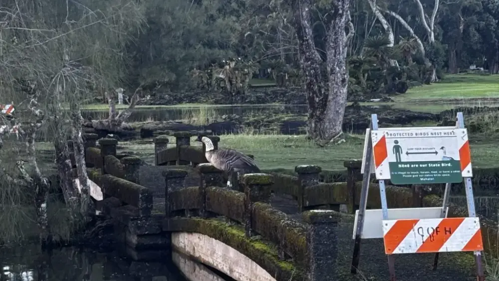 nene-in-hilo-dlnr-photo-jpg-3