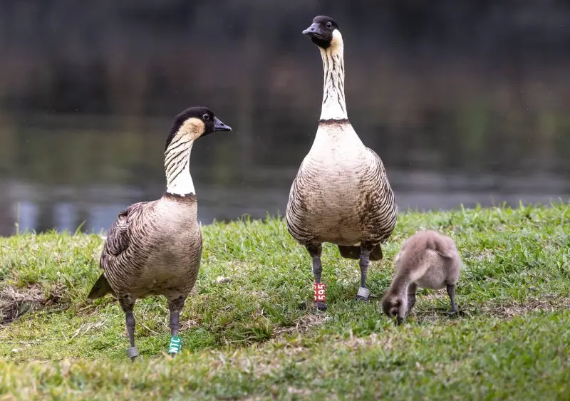 nene-gosling-dlnr-photo-jpg-9