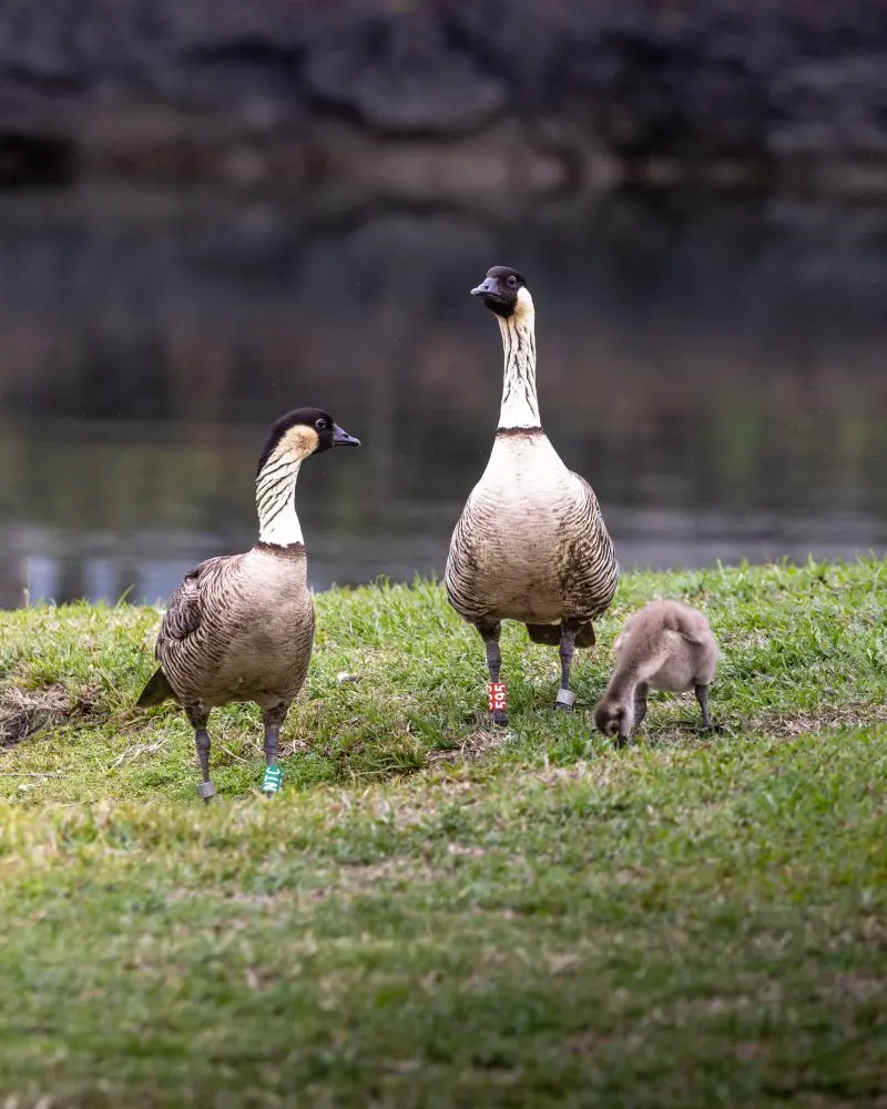 nene-gosling-dlnr-photo-jpg-9