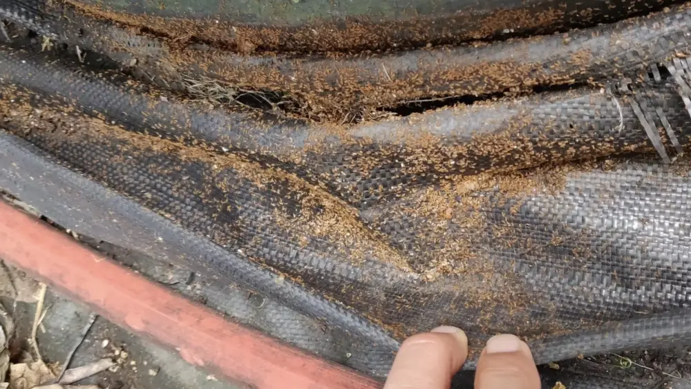 little-fire-ants-in-nursery-weed-mat-jpg-6