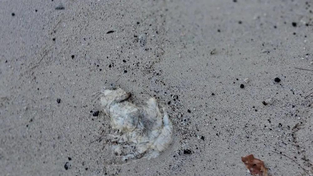 whale-carcass-dlnr-photo-jpg-3