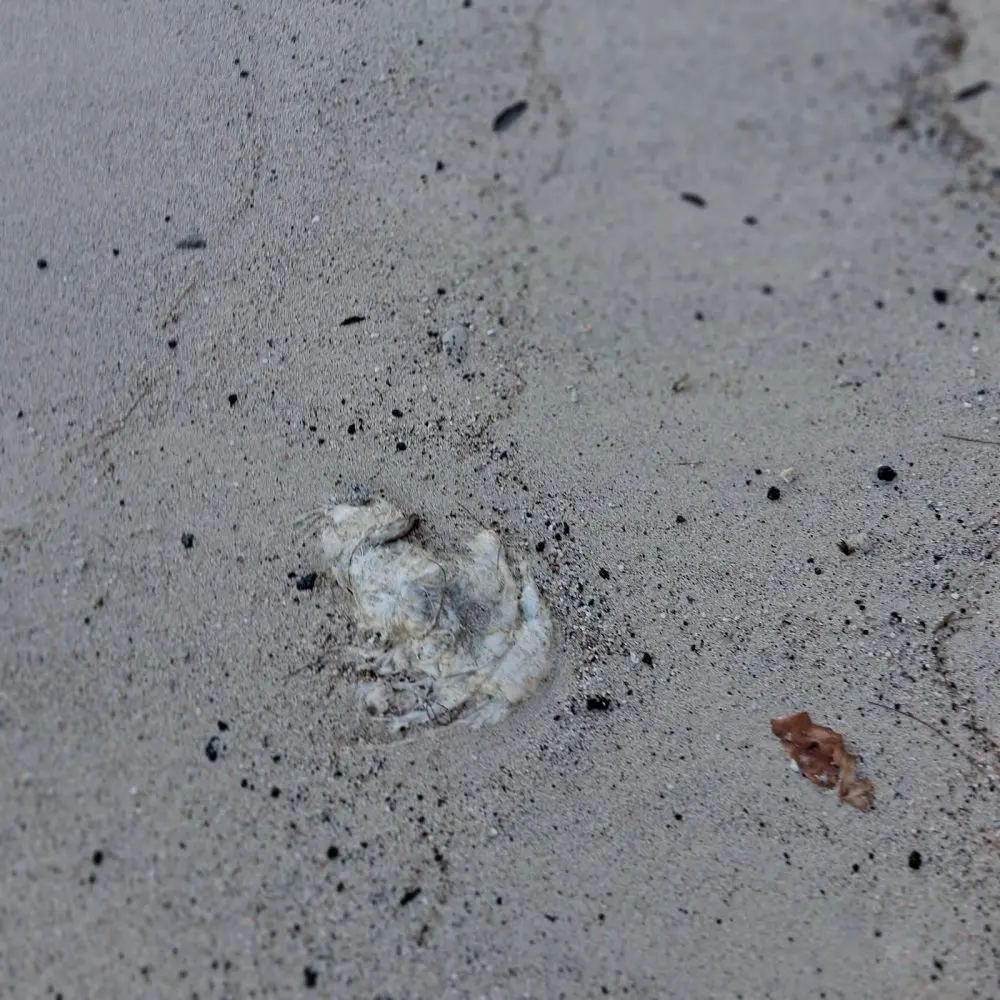 whale-carcass-dlnr-photo-jpg-3