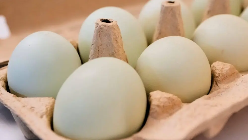 eggs-ap-photo-jpg-9