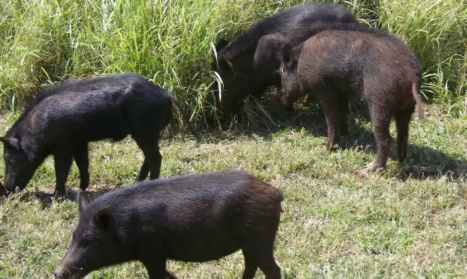 hunting-animals-dlnr-png-3