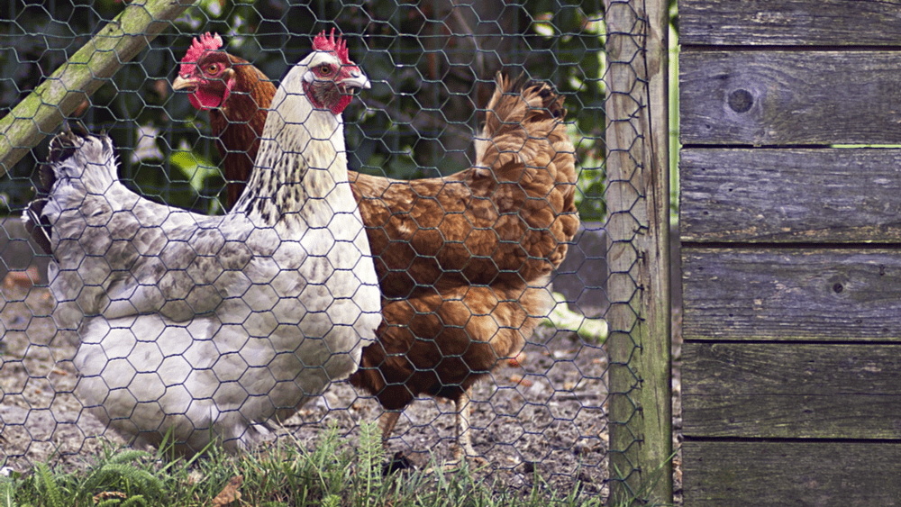 shutterstock_150387809-png