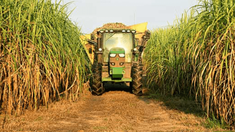 sugar-cane