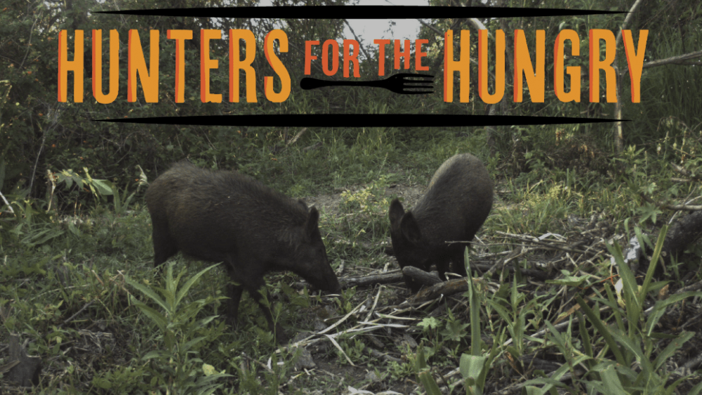 hunter-for-the-hungry-hogs-copy