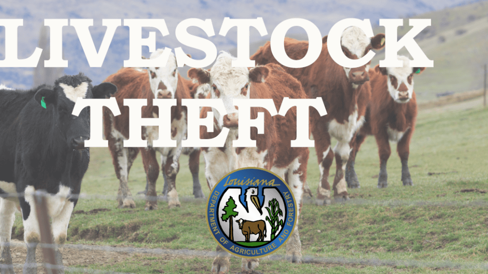 livestock-theft