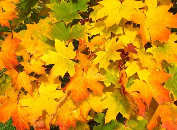 fall_autumn_leaves_216867-jpg-2