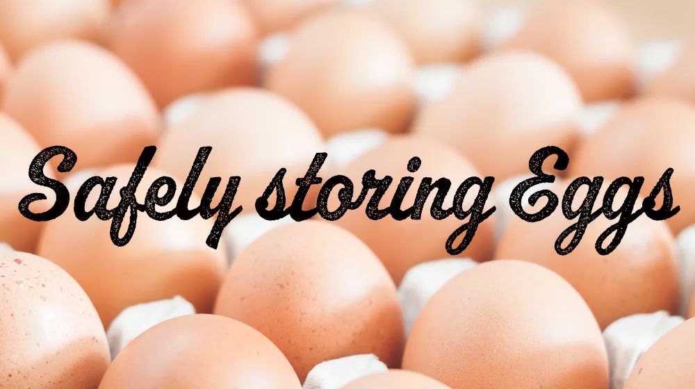 storing-eggs