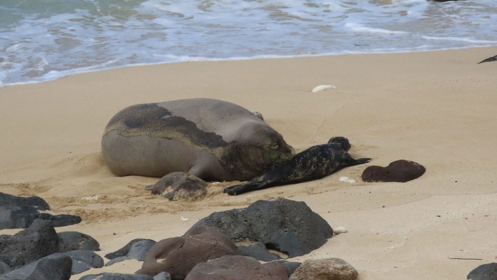 monk-seal-birth-dlnr-jpeg