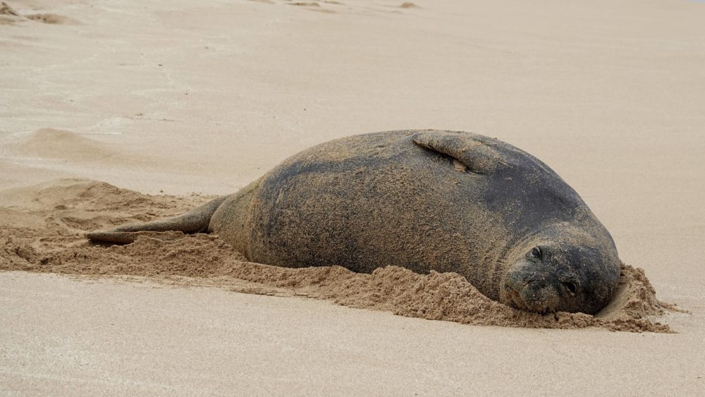 hawaiian-monk-seal-ap-photo-jpg