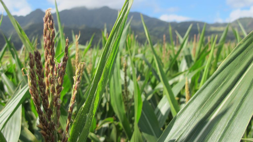corn-farm-monsanto-jpeg-2