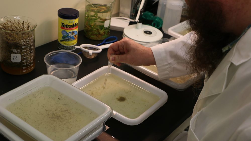 mosquito-control-dlnr-jpeg-2