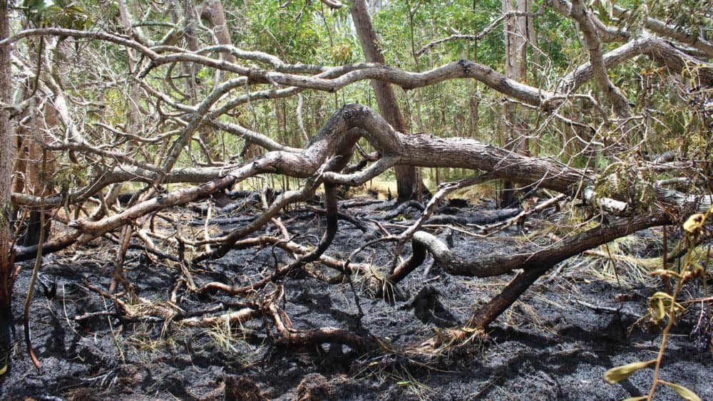 volcanoes-wildfire-jpeg
