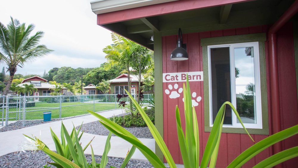 hawai%ca%bbi-island-humane-society-jpg-3