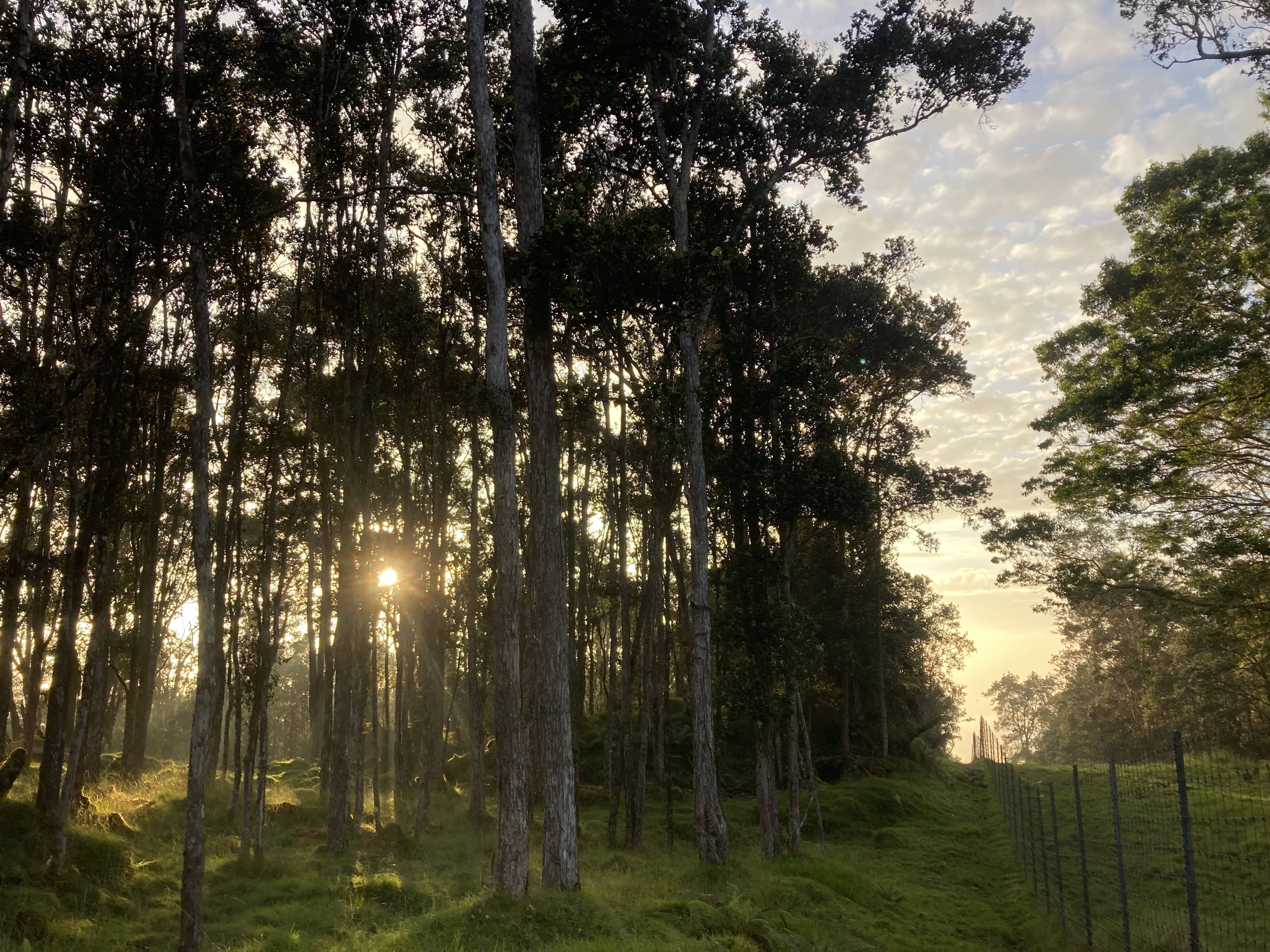 waiea-fenceline-dlnr-jpg