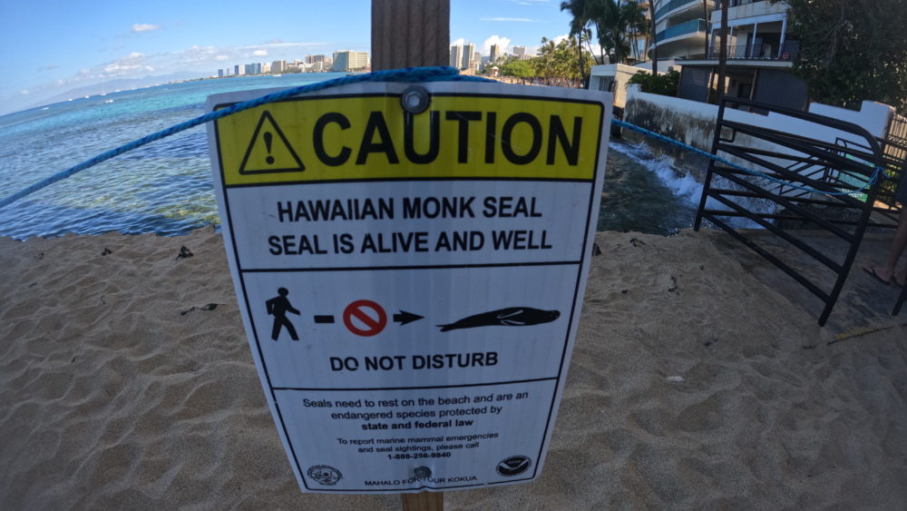 docare-hawaiian-monk-seal-oahu-jpeg-2