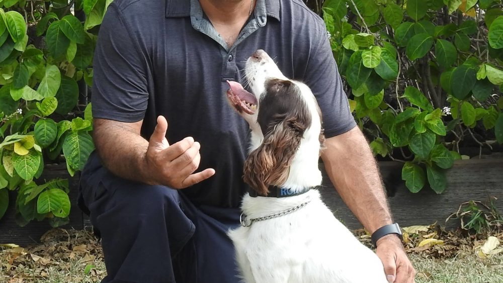 hpd-canine-rory-jpeg-3