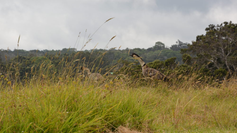 nene-hawaii-island-sanctuary-dlnr-photo-jpeg-2