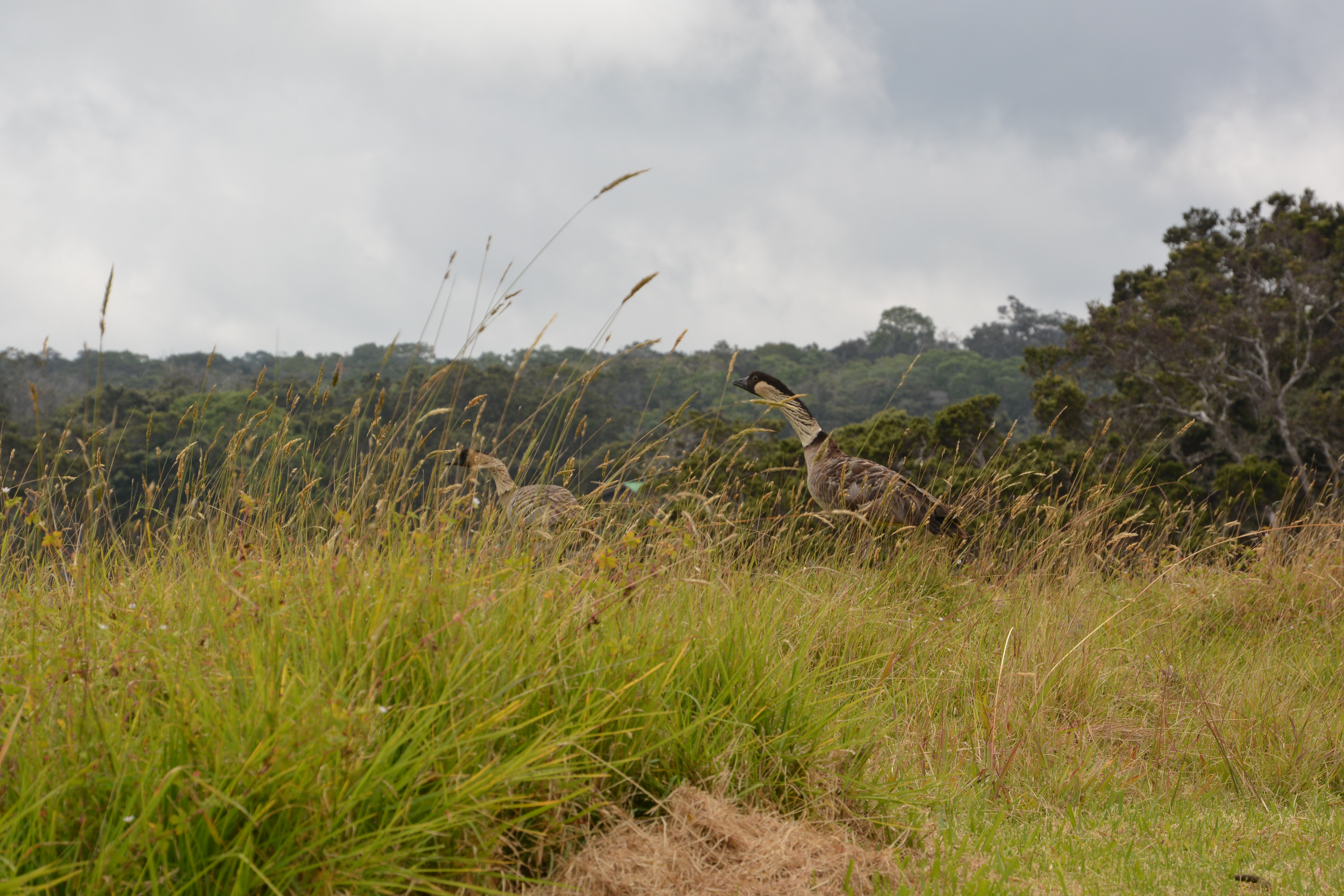 nene-hawaii-island-sanctuary-dlnr-photo-jpeg-2