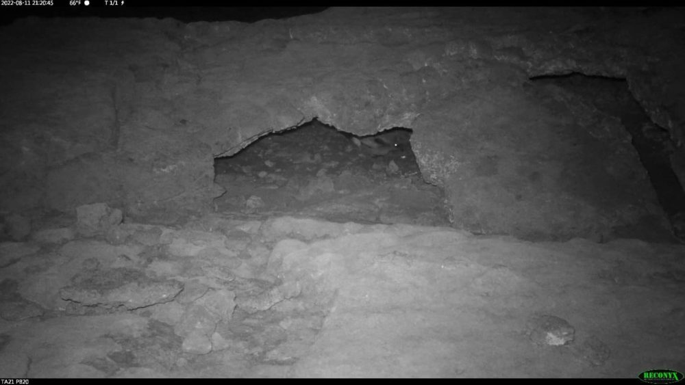 akeake-jpg-2