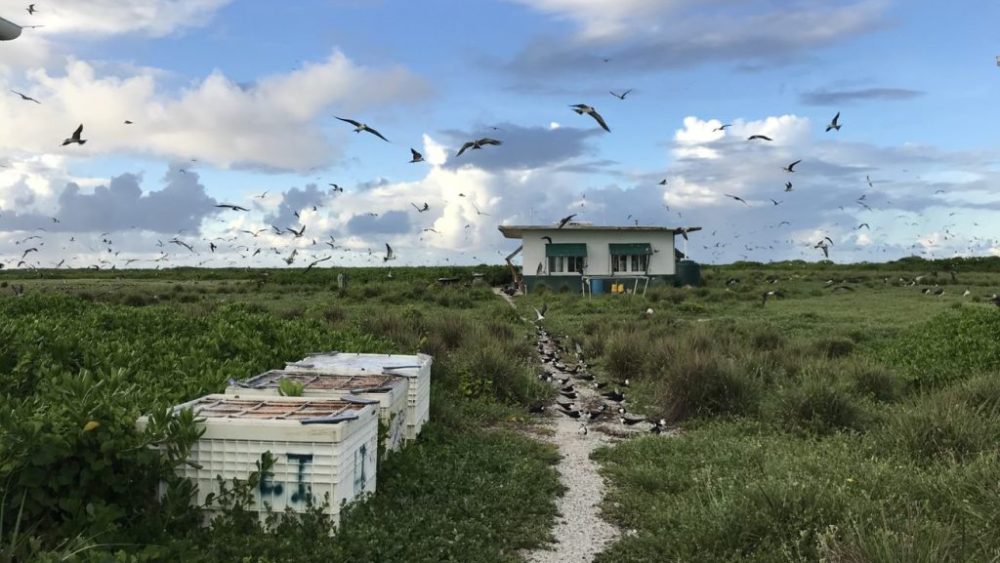 dlnr-habitat-project-jpeg-4