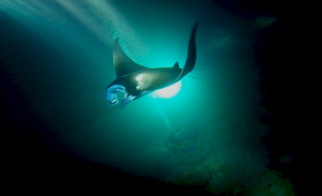 maunta-ray-dives-png-3