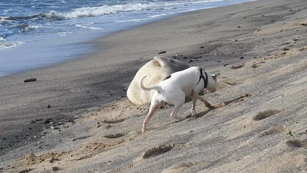 monk-seal-harassment-dlnr-photo-jpeg-3