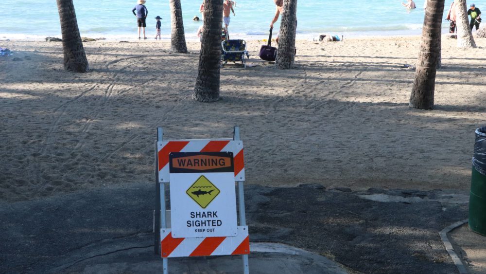 a-bay-shark-sign-dlnr-photo-jpeg