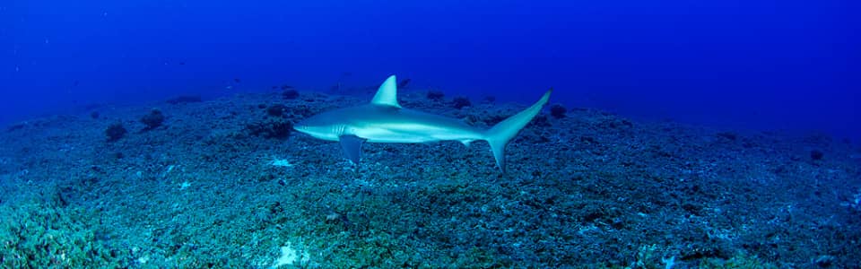 dlnr-shark-photo-jpeg-2