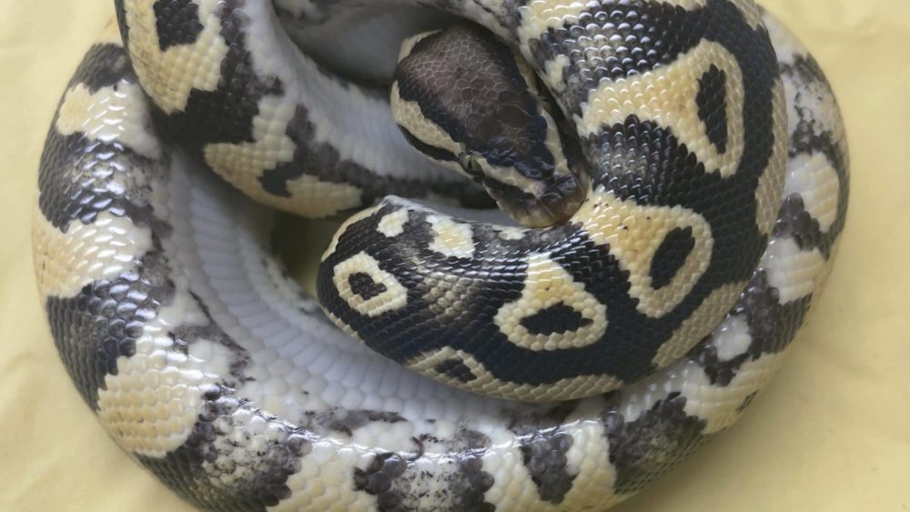 snaked-turn-in-honolulu-dept-of-ag-photo-jpeg