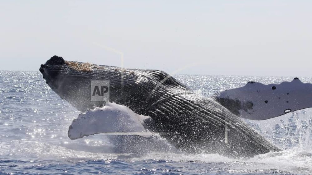 humpback-whale-ap-photo-jpeg-2