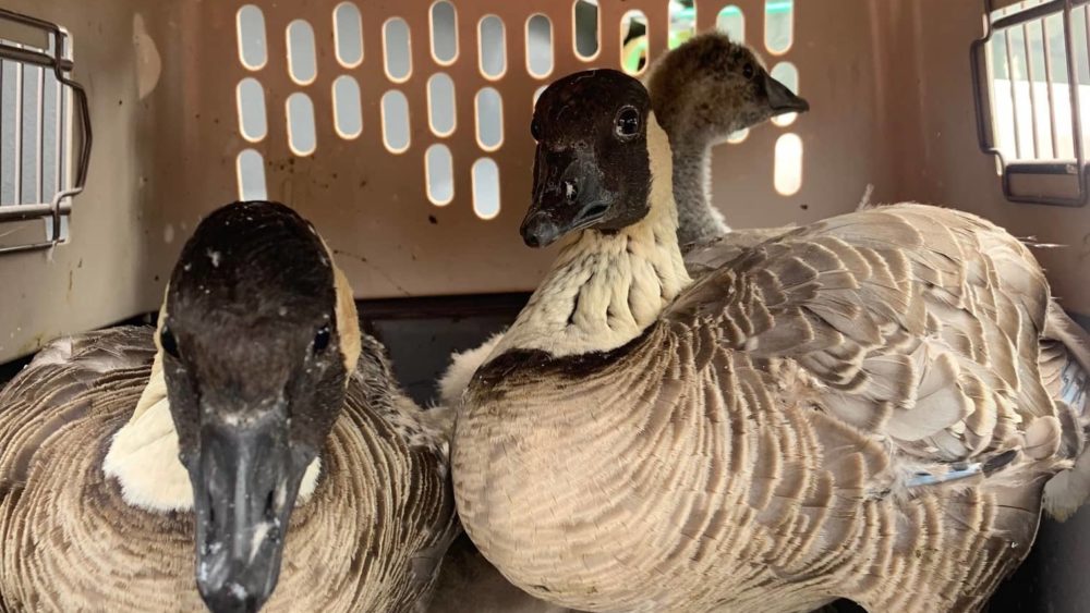 returned-nene-dlnr-photo-jpeg-3