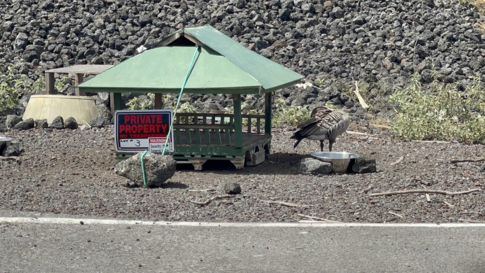 nene-feeding-stations-dlnr-photo-jpeg