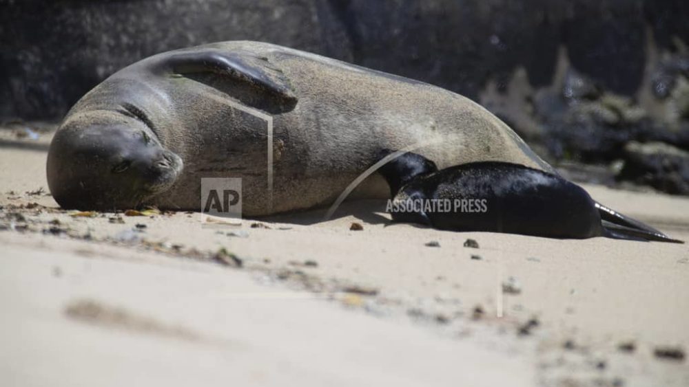 hawaiian-monk-seal-waikiki-ap-photo-jpeg-3