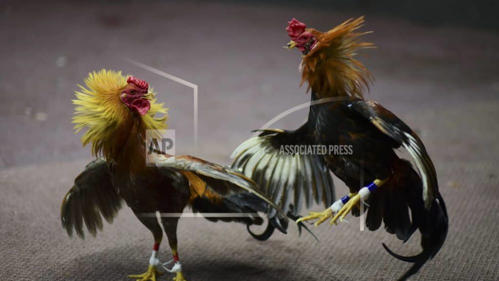 cockfight-ap-photo-jpeg-3