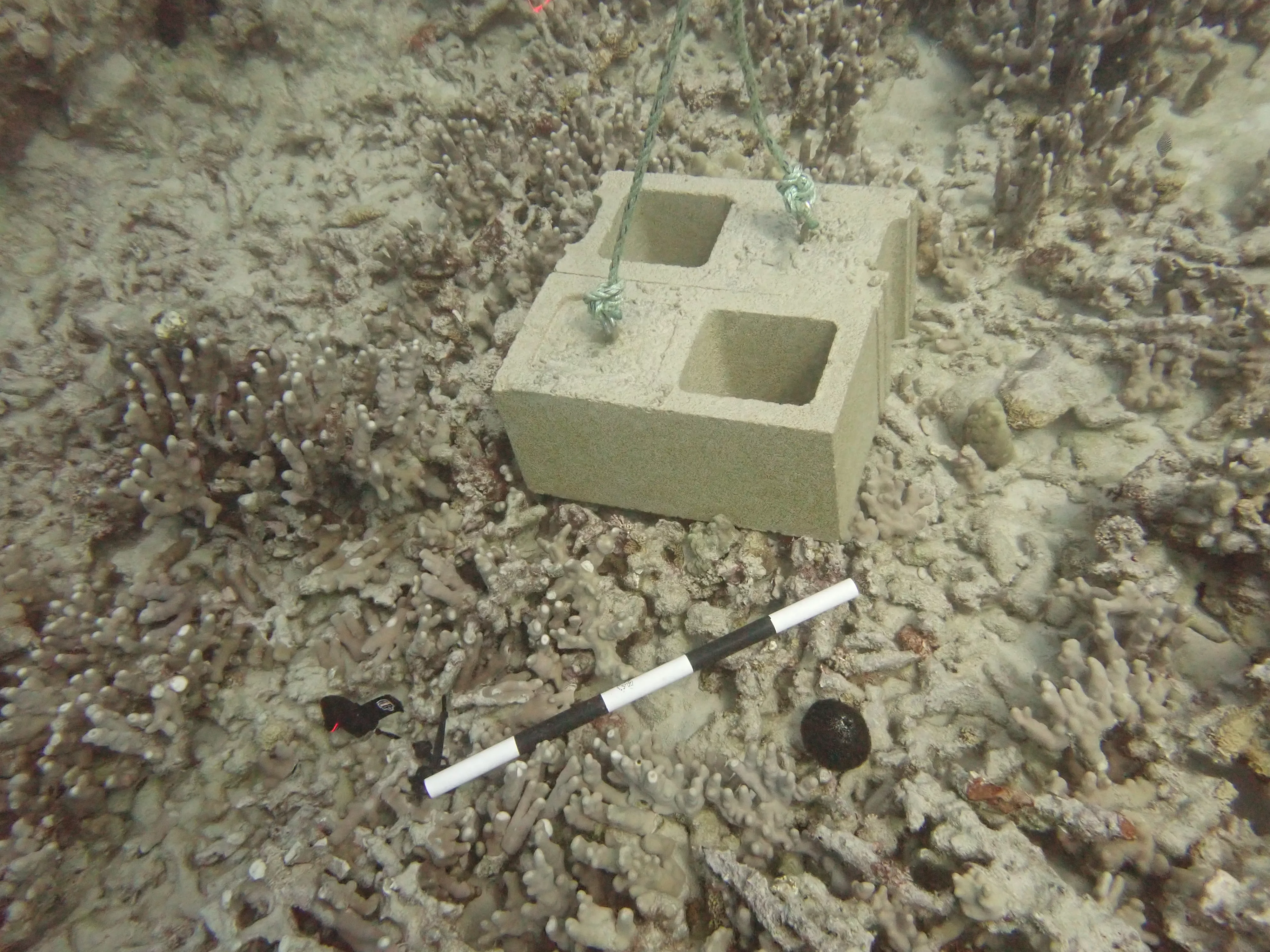 cinder-block-damaging-coral-dlnr-jpeg