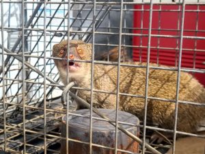 captured-mongoose-dept-of-ag-jpeg-3