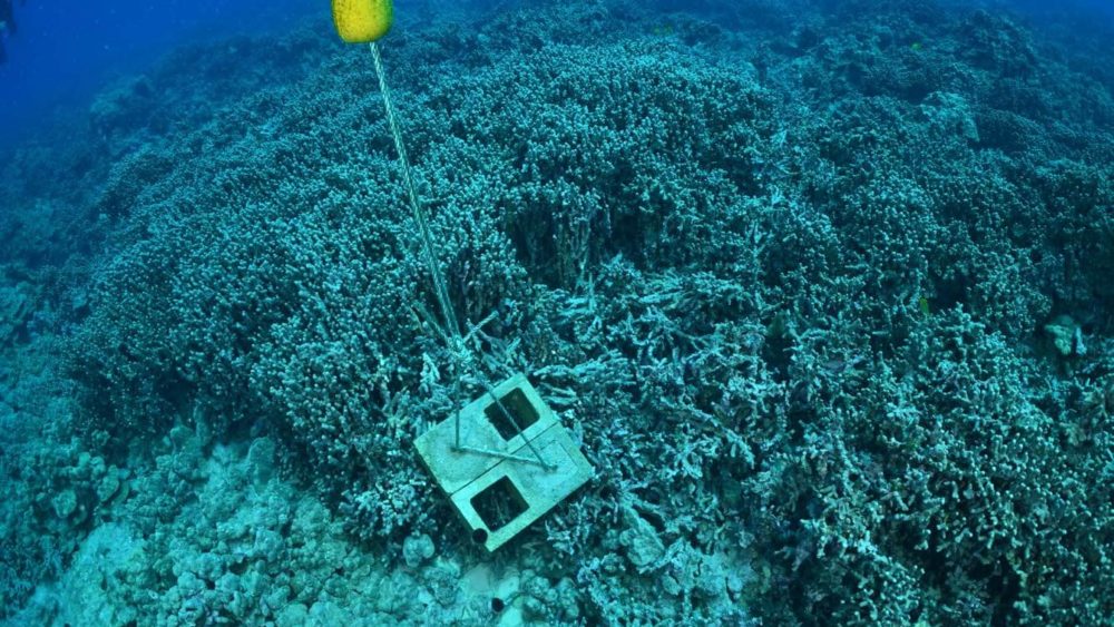 moorings-on-coral-3-kailua-kona-26may2023-witness-photo-via-dlnr-jpg-4