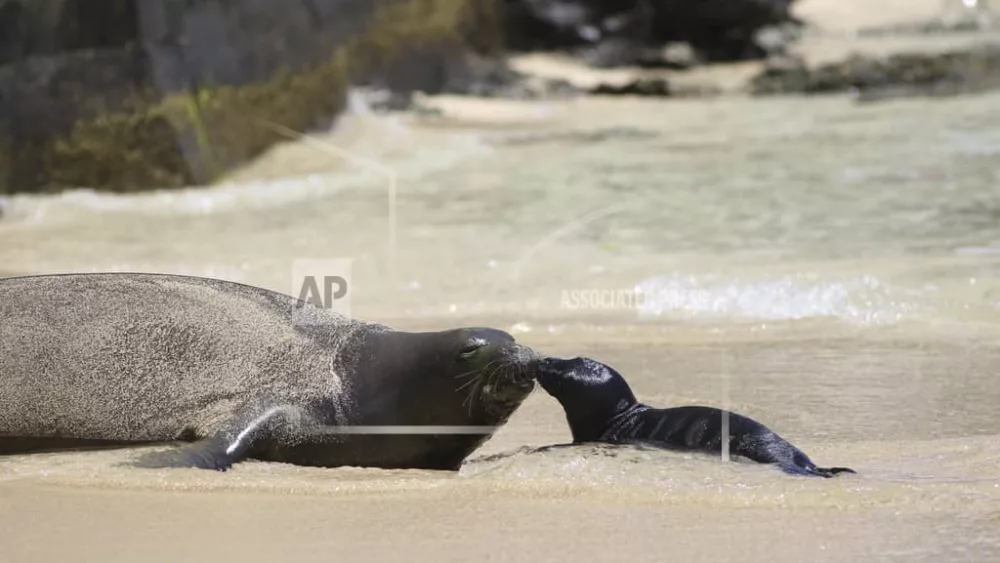 waikiki-monk-seal-ap-photo-jpeg-3