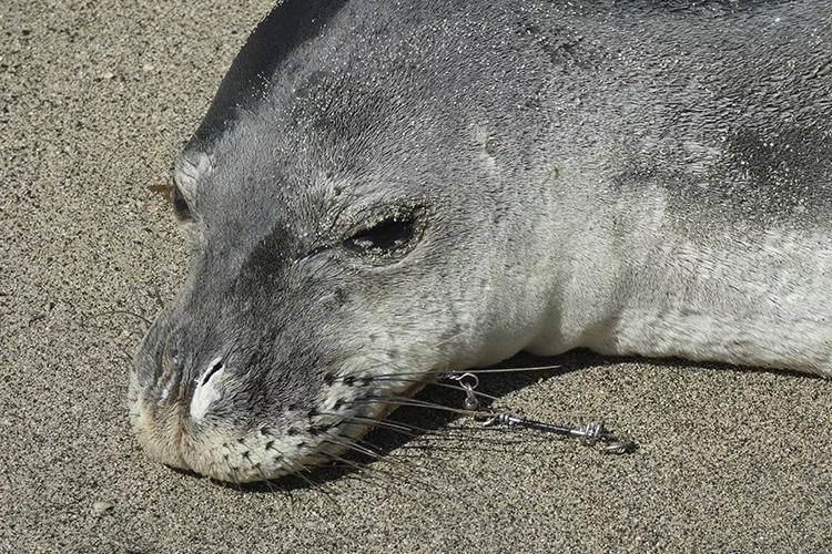monk-seal-jpeg-2