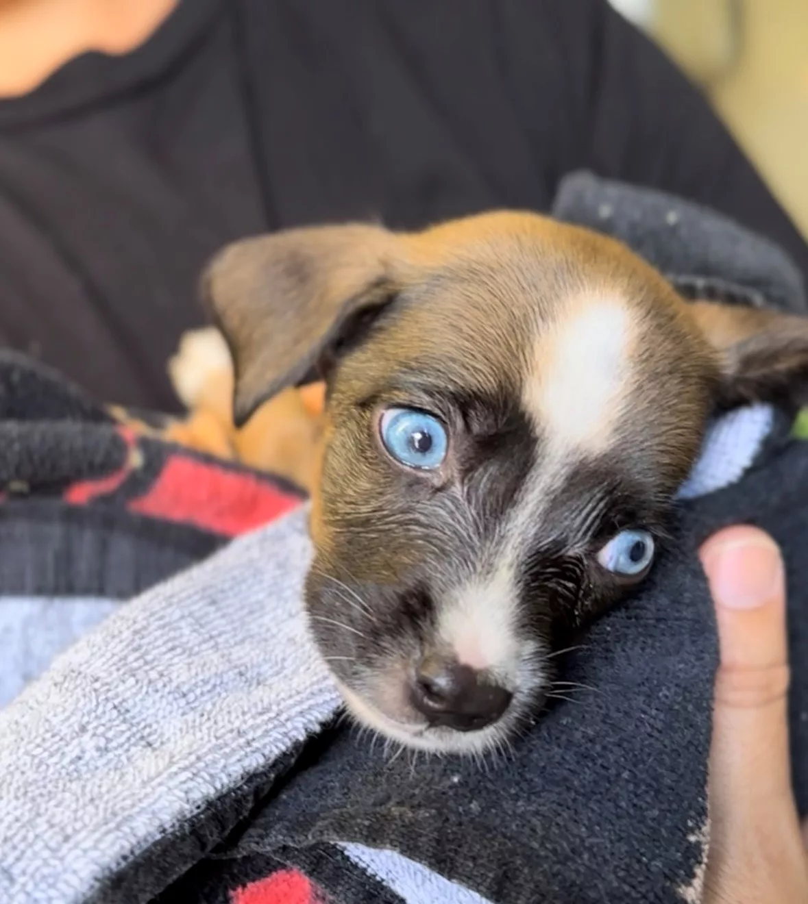 hpd-animal-control-photo-jpeg-3