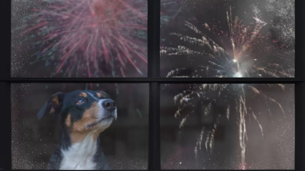 hpd-dog-looking-at-fireworks-jpeg-2