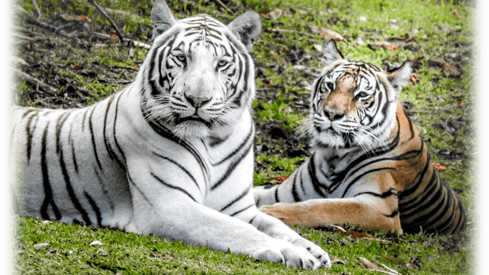 tiger-fun-day-banner-pic-png-2